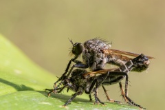 JLF24757_1