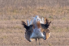 JLF_1279_1