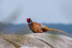 JLF_2360_1