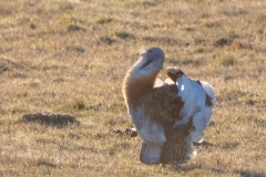 JLF_3294_1