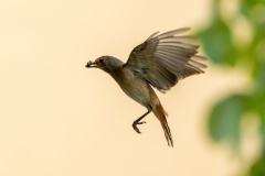 JLF_3352_1