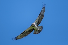 JLF_3364_1