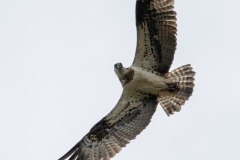 JLF_6023_1