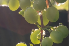 JLF_6319_2