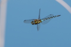 JLF_7173_2_1