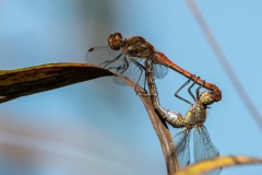 JLF_7228_2_1