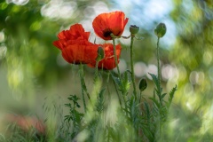 JLF_9165_2_1